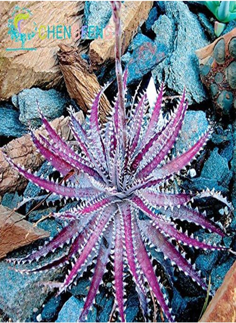 GGOOT - 100 / Bag Mix Semi Succulent Lotus Lithops Pseudotruncatella Bonsai Plants Seeds for Home and Garden Flowers Vases Planters Sementes Mostra in Picture mescolare - Image 1