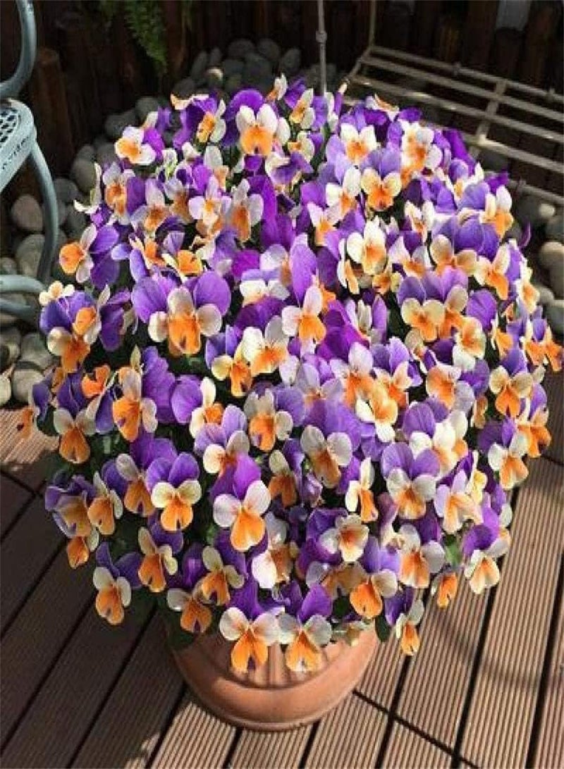 جي جوت بذور زهرة البانسيه المستوردة - مجموعة هدايا حديقة المنزل - بذور نبات قوي النمو - 300 قطعة - Image 1