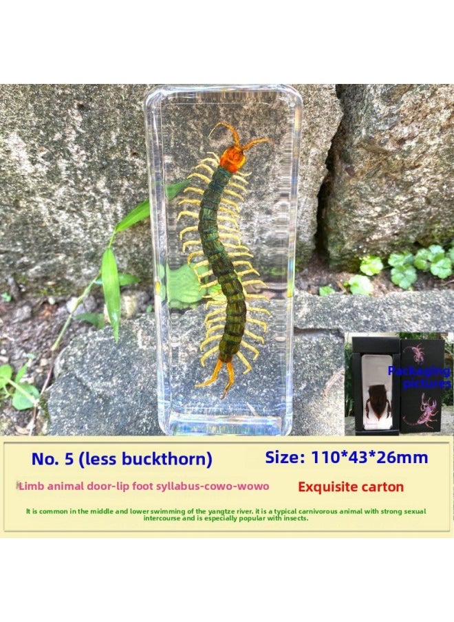 Insect Specimen Real Mono Fairy Amber Scarab Book Town Home Desk Decoration Mantis Spider Scorpion Factory-Color:Centipede 5  - Image 1