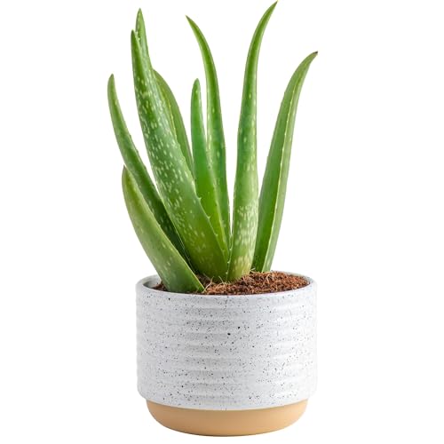 Costa Farms Aloe Vera Plant, Live Succulent, Easy Care Indoor Houseplant in Grower Pot, Room Air Purifier, Tabletop, Office, Desk or Home Décor, Housewarming, Garden Gift, 10-Inches Tall - Image 1