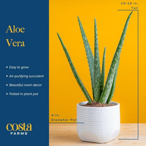 Costa Farms Aloe Vera Plant, Live Succulent, Easy Care Indoor Houseplant in Grower Pot, Room Air Purifier, Tabletop, Office, Desk or Home Décor, Housewarming, Garden Gift, 10-Inches Tall - Image 4