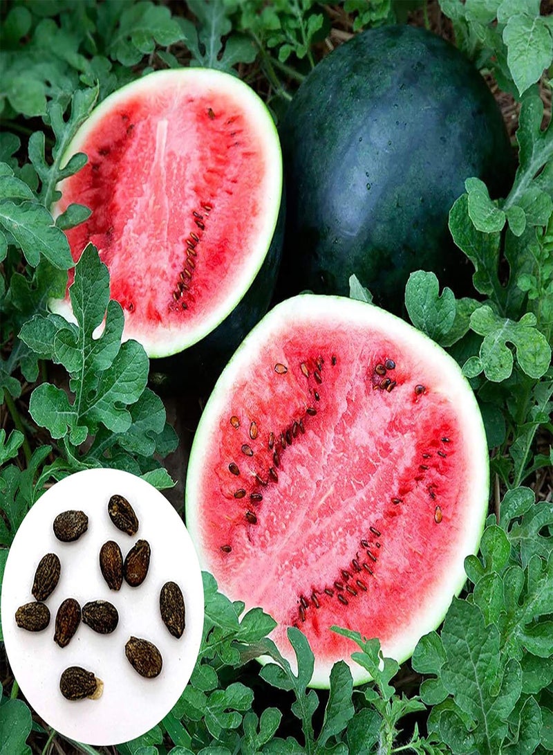 GGOOT 100Pcs Watermelon Seeds Outdoor Plant Seeds Mini Delicious Premium Fruit Plant Seeds Watermelon Seeds - Image 4