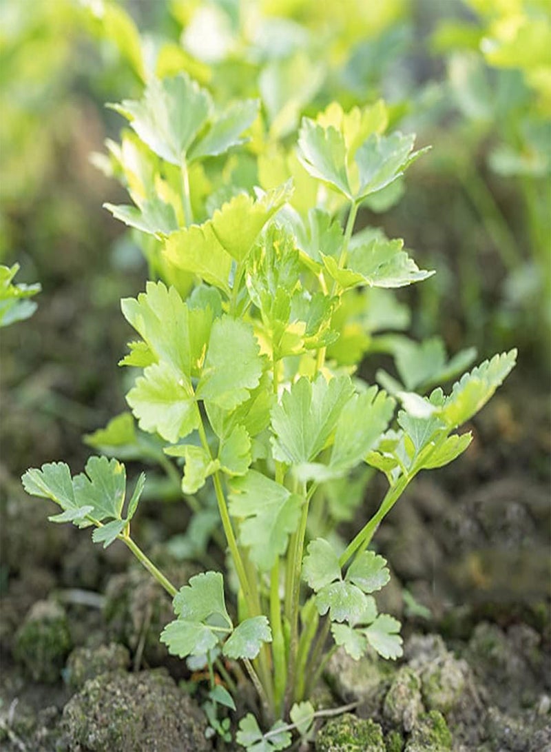 GGOOT 100pcs Eye Catching Bright Coriander Seeds Green Annual Herbs Vegetables Farm Courtyard Planting Create Beautiful Environment - Image 1