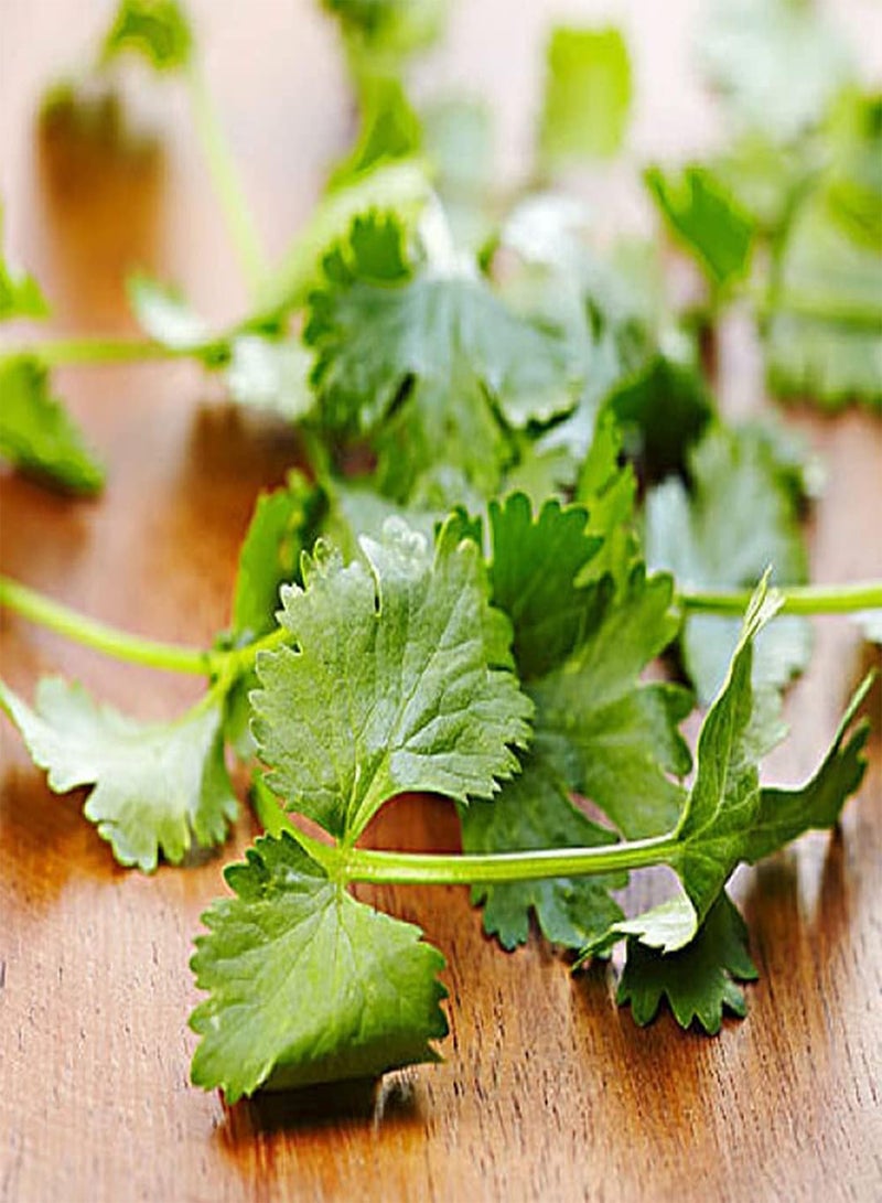 GGOOT 100pcs Eye Catching Bright Coriander Seeds Green Annual Herbs Vegetables Farm Courtyard Planting Create Beautiful Environment - Image 2