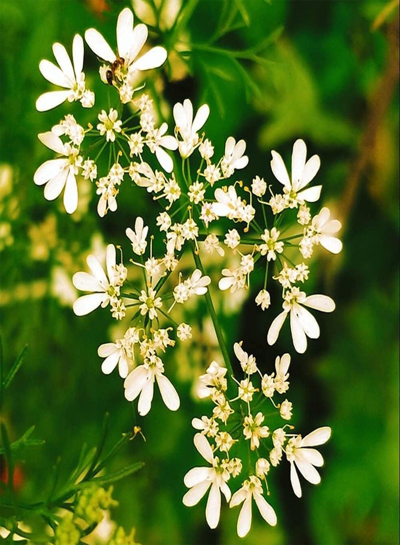 GGOOT 100pcs Eye Catching Bright Coriander Seeds Green Annual Herbs Vegetables Farm Courtyard Planting Create Beautiful Environment - Image 3