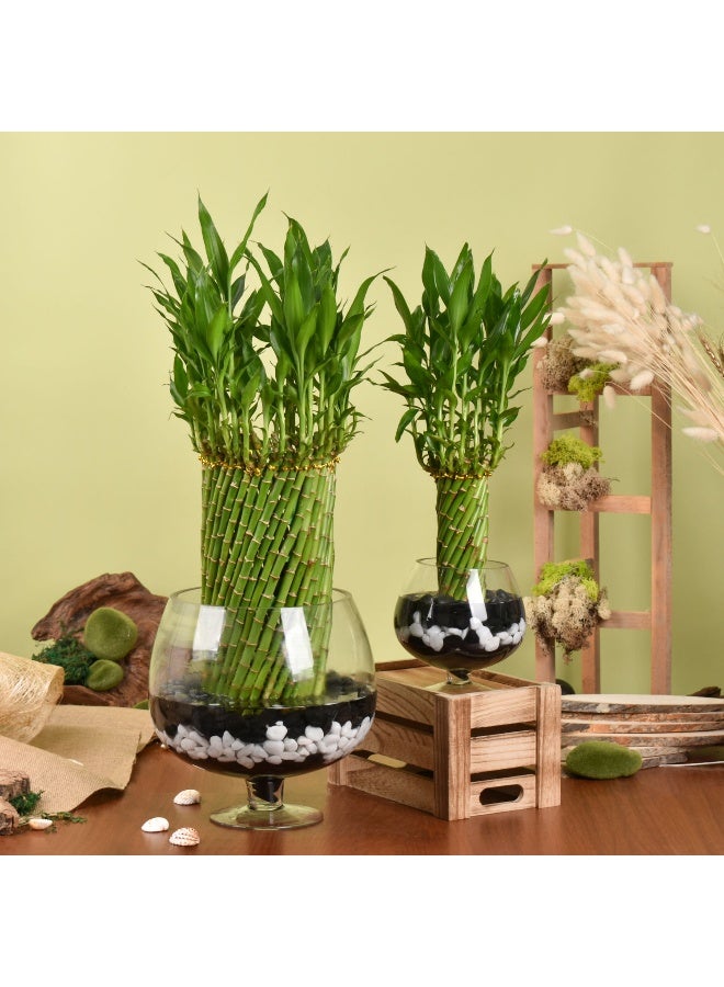 Ferns N Petals Duo Of Lucky Bamboo Wheel Plant 