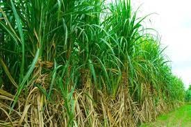 CropBoost Sugarcane Special Organic Liquid Fertilizer For Sugarcane Essential Fertilizer For Healthy Plant Maximize Fruiting Complete Nutrition Immunity Growth Booster Liq Fertilizer 3 Lit - Image 5