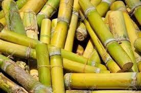 CropBoost Sugarcane Special Organic Liquid Fertilizer For Sugarcane Essential Fertilizer For Healthy Plant Maximize Fruiting Complete Nutrition Immunity Growth Booster Liq Fertilizer 3 Lit - Image 2