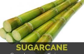 CropBoost Sugarcane Special Organic Liquid Fertilizer For Sugarcane Essential Fertilizer For Healthy Plant Maximize Fruiting Complete Nutrition Immunity Growth Booster Liq Fertilizer 3 Lit - Image 4