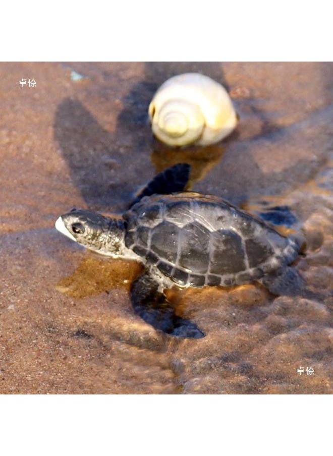null - Common Sense Solid Marine Animal Model Baby Turtle Turtle Elephant Turtle Baby Leatherback Ornament Hand-Made Early Education-Color:M-518 Little Turtle - Image 1