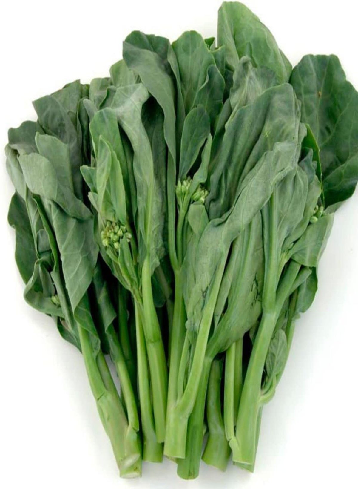 Kailaan Gai Lan Seeds - Asian Heirloom Broccoli Kale (Cải Rổ) Fast-Growing Green