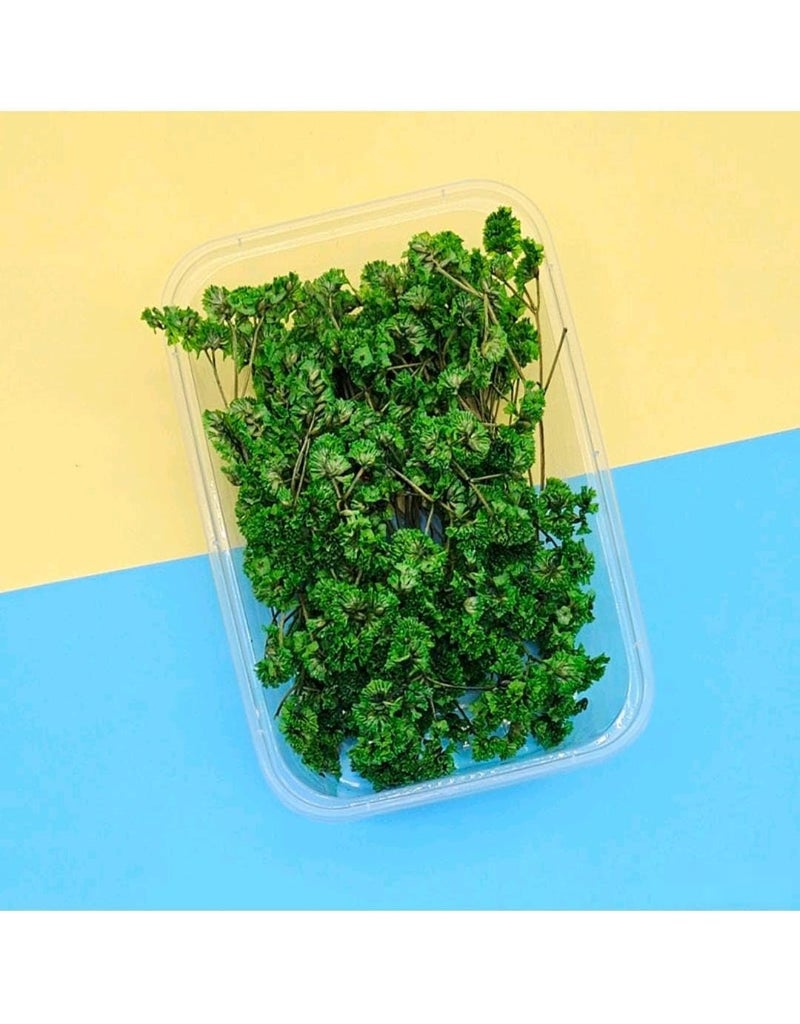 Green Real Dry Flower Box for Resin Art, Craft, Projects, Decoration and Much More (CD-MG227B6)