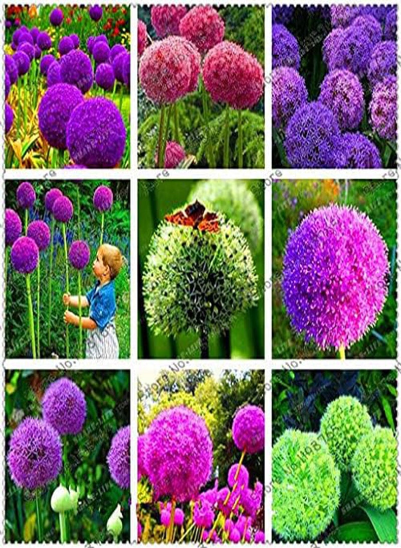 GGOOT seeds 50pcs Sweet Pea Knee High Mixed Flower seeds