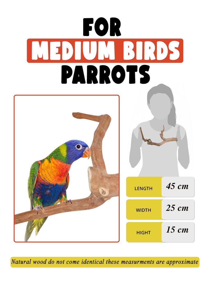 CHEWY BEAK Birds Stand Java wood Medium Parrots Ringed Rose Mini Macaw Rosella Wooden Perch Natural Indonesian Wooden Tree branch Cage Accessories stick - Image 2