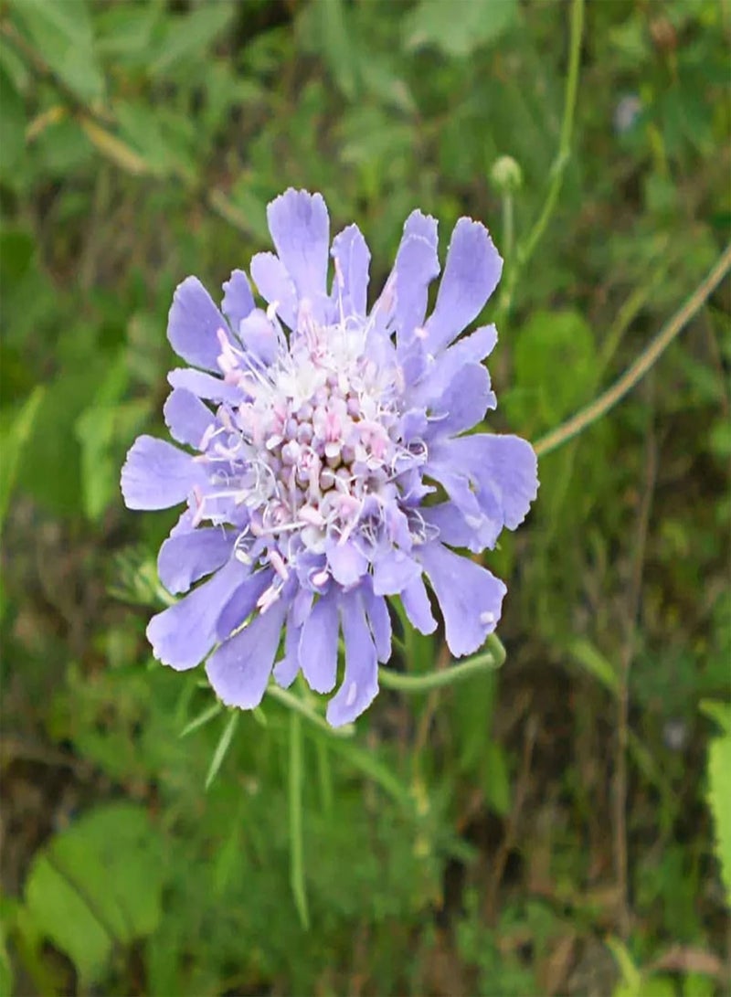 GGOOT 100Pcs/Bag Scabiosa Comosa Fisch Seed Flourishing Easy Survive Vibrant Fresh Scabiosa Comosa Fisch Seed for Pot Plant Seeds - Image 4