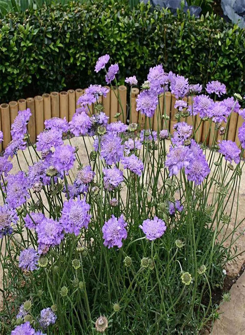 GGOOT 100Pcs/Bag Scabiosa Comosa Fisch Seed Flourishing Easy Survive Vibrant Fresh Scabiosa Comosa Fisch Seed for Pot Plant Seeds - Image 5