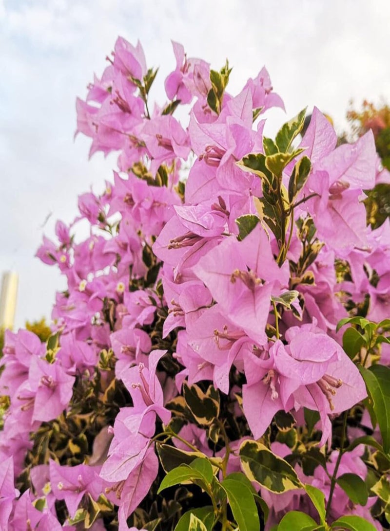 GGOOT 100Pcs/Bag Bougainvillea Seeds Neutral Climbing Medium Sun Georgic Seeds for Yard, Garden Balcony Bonsai Pot Plant Decor - Red - Image 2