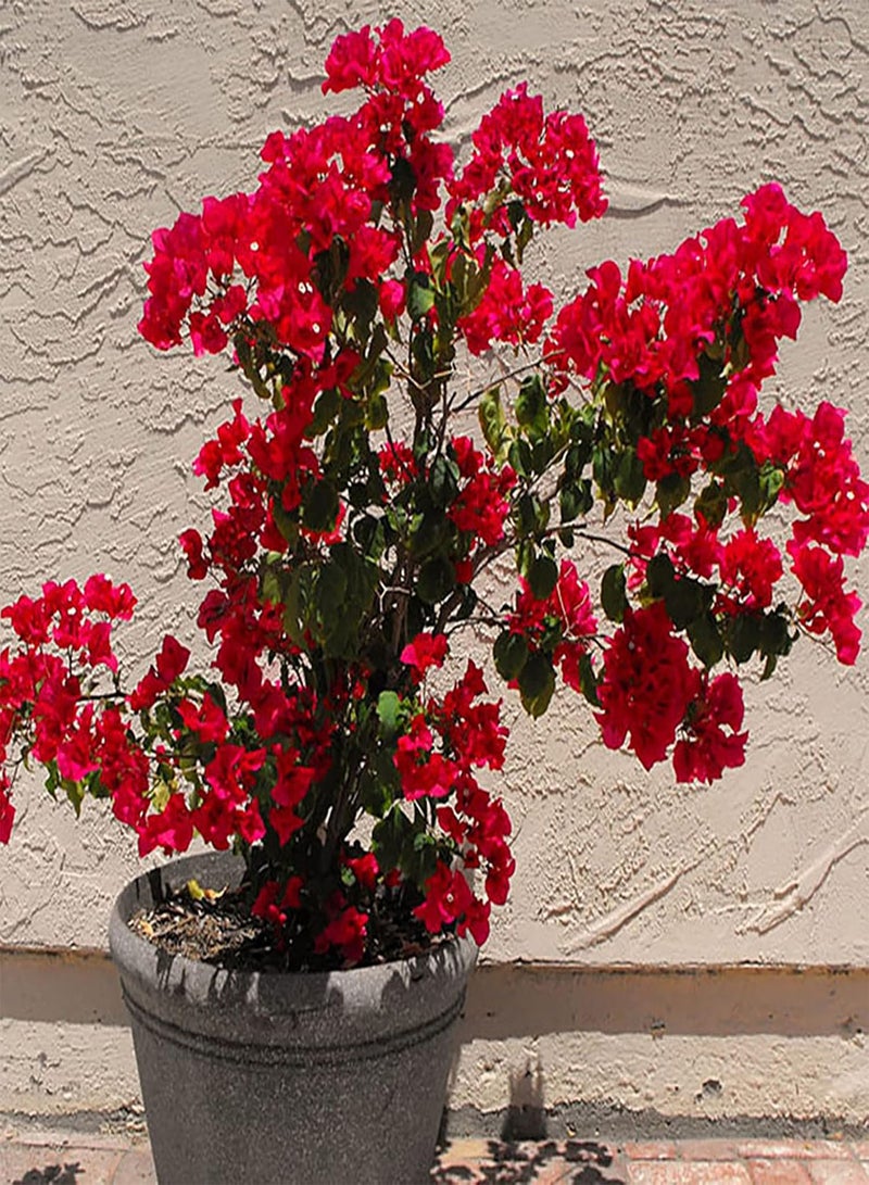 GGOOT 100Pcs/Bag Bougainvillea Seeds Neutral Climbing Medium Sun Georgic Seeds for Yard, Garden Balcony Bonsai Pot Plant Decor - Red - Image 3