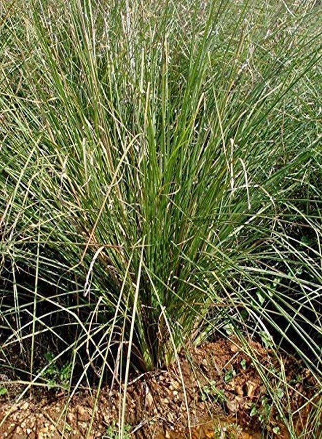 RUKDA Havan Samidha Dharbha Grass/Dharbha pul/Halfa Grass/Kusha Grass for Pooja and Havan - Pack of 5 Bundle - Image 3