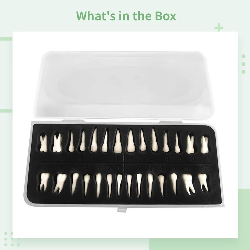 28 Pcs Dental Training Assist Model Teeth, Portable Box with Resin Model Teeth, 1 : 1 Numbered Artificial Teeth for Dental Training and Study, Realistic Dental Education Model Teeth - Image 4