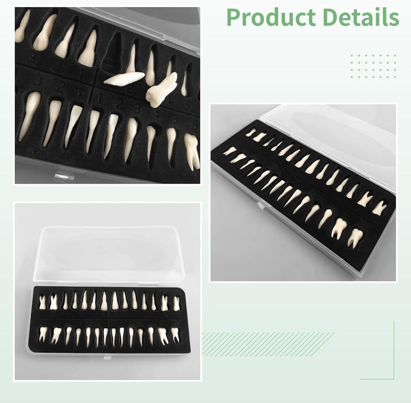 28 Pcs Dental Training Assist Model Teeth, Portable Box with Resin Model Teeth, 1 : 1 Numbered Artificial Teeth for Dental Training and Study, Realistic Dental Education Model Teeth - Image 2