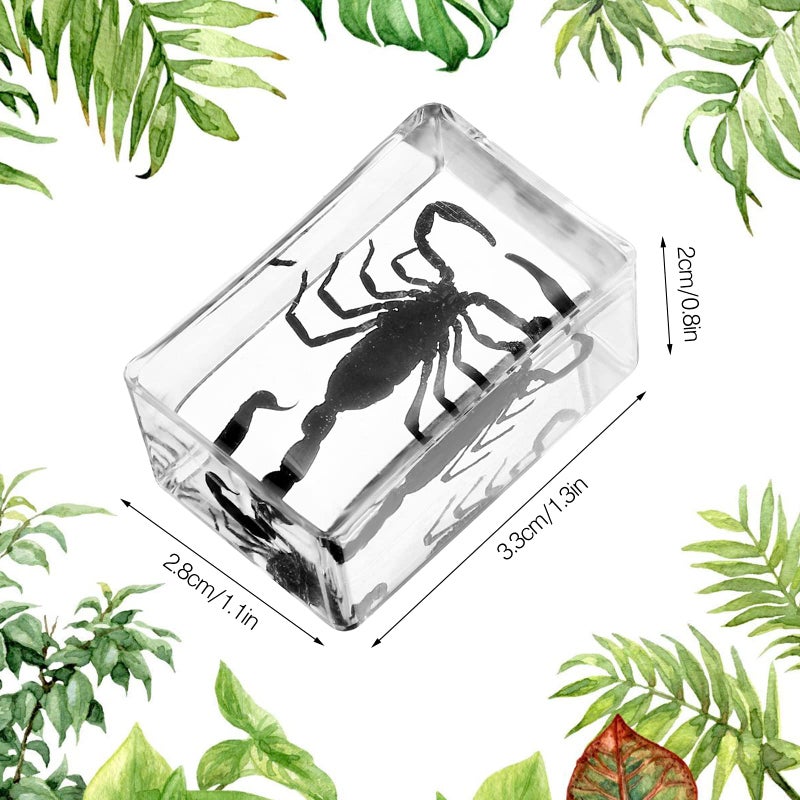 Macarrie 20 Pcs Insect in Resin Bug Preserved Specimen Collection Paperweights Resin Insects Various Insect Specimen for Office Men Women Biology Science Teacher Education Bug Collection Supplies (Butterfly) - Image 4