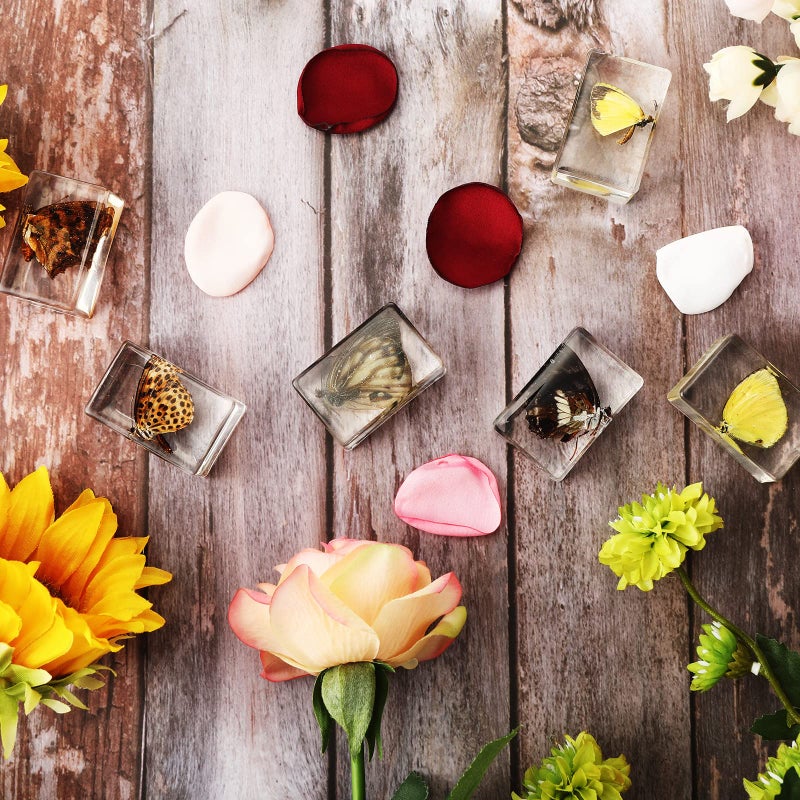 Macarrie 20 Pcs Insect in Resin Bug Preserved Specimen Collection Paperweights Resin Insects Various Insect Specimen for Office Men Women Biology Science Teacher Education Bug Collection Supplies (Butterfly) - Image 3