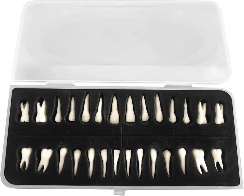 28 Pcs Dental Training Assist Model Teeth, Portable Box with Resin Model Teeth, 1 : 1 Numbered Artificial Teeth for Dental Training and Study, Realistic Dental Education Model Teeth - Image 1