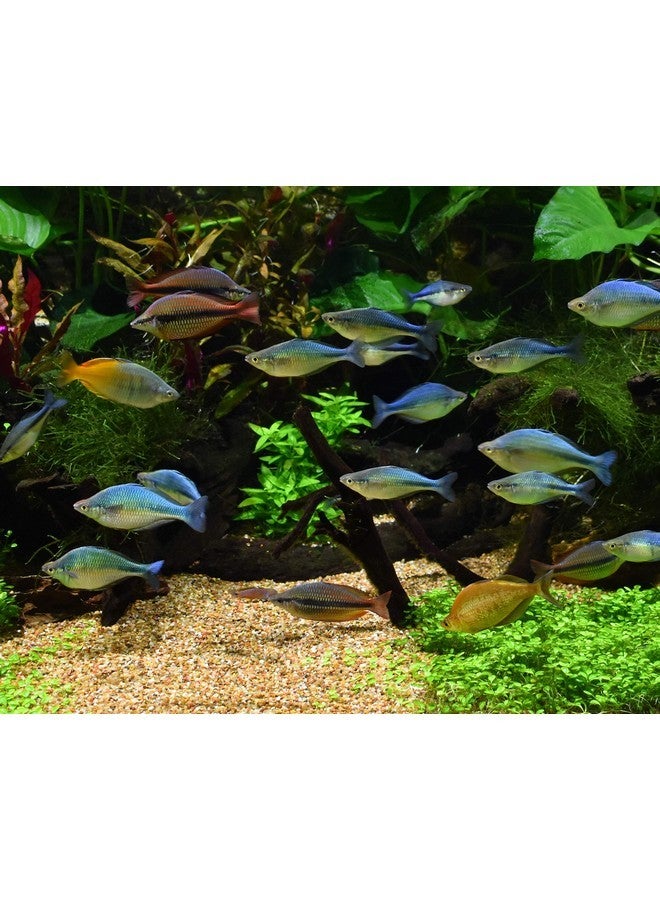 سي تشيم سيشيم بريستين لإدارة النفايات الطبيعية - مزيل الرواسب العضوية والمخلفات 100 مل/3.4 أونصة - Image 5