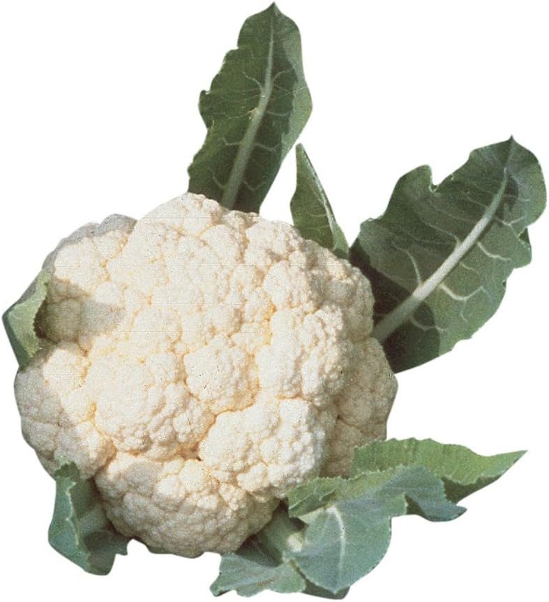 Burpee Snowball SelfBlanching Cauliflower Seeds 100 seeds - Image 1