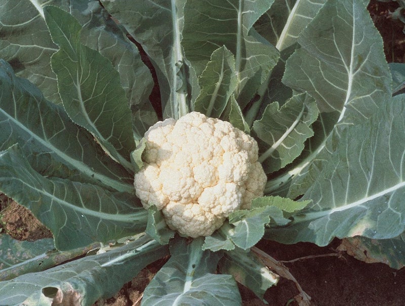 Burpee Snowball SelfBlanching Cauliflower Seeds 100 seeds - Image 2