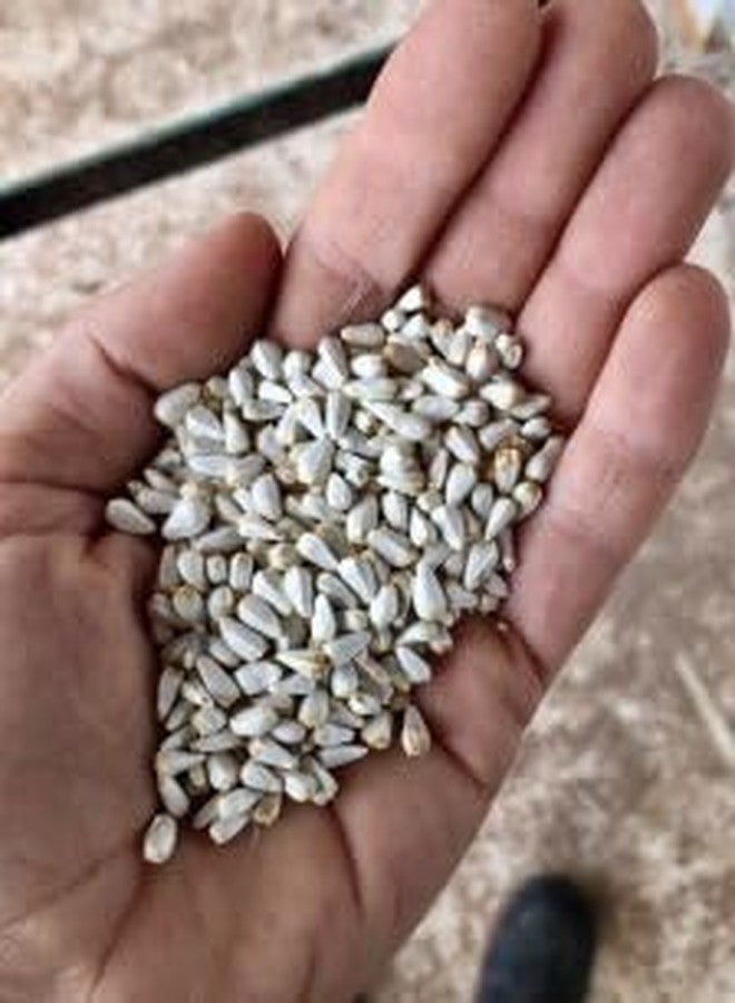 بذور القرطم أريا، بذور الكاردي، بذور الكوسوم، طعام جاف ونظيف للطيور لجميع مراحل الحياة، الببغاوات، المكاو، العصافير، الببغاوات الأسترالية، طيور الحب، الببغاء الرمادي الأفريقي، الكوكاتو، المكاو (450 غرام) - Image 4