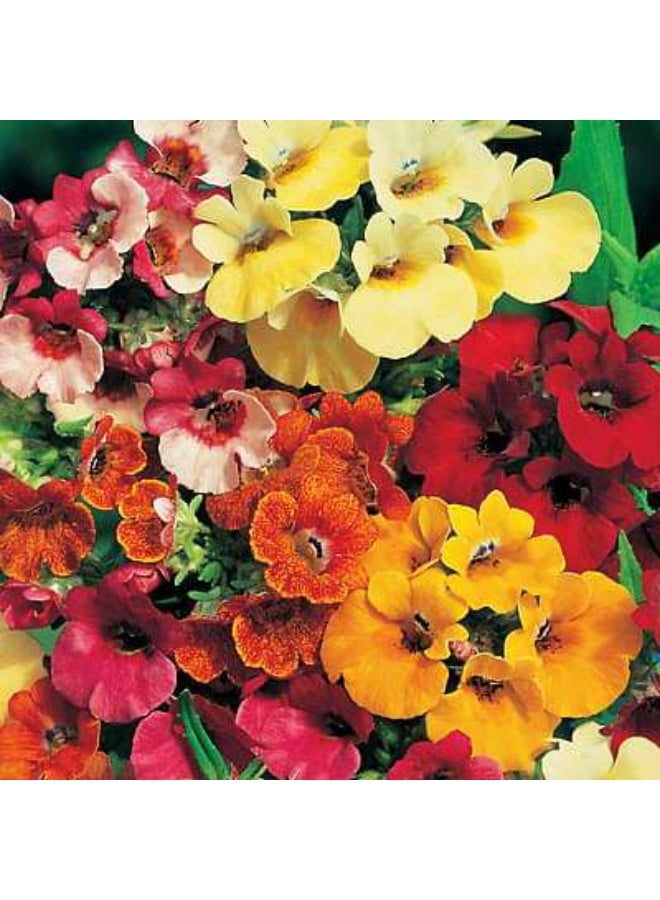Nemesia Carnival Mixed Color Flower Seeds