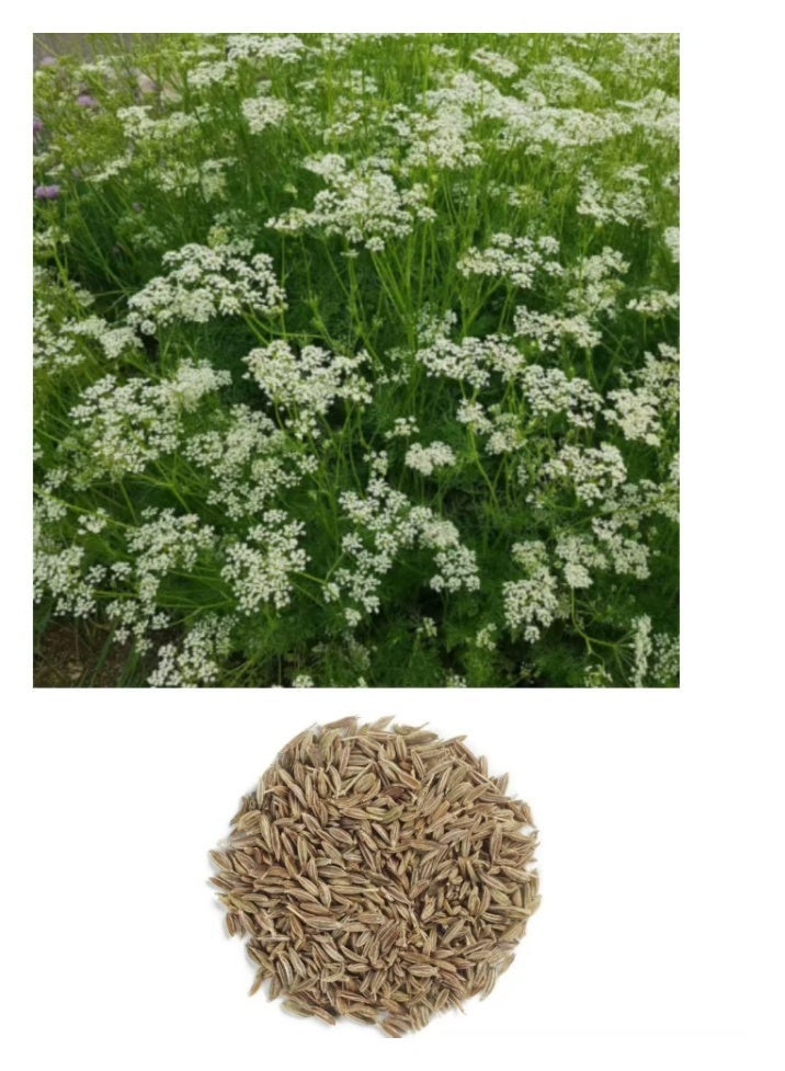 100 PCS Cumin Seeds Suitable for Home balcony Garden Planting. - Image 1