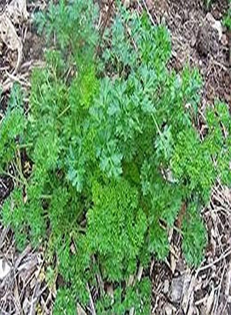 جي جوت بقدونس - أوراق إيطالية مسطحة - 200 بذرة - - Image 2