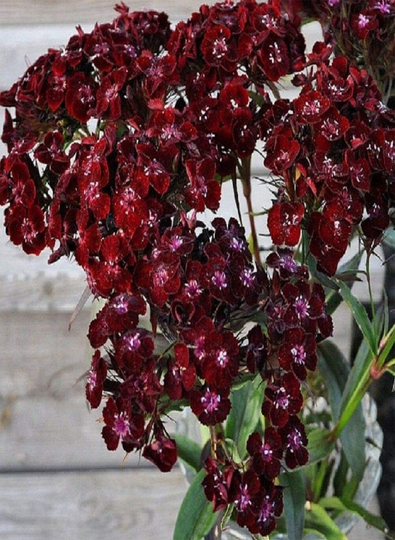 Sweet William Nigricans - Dianthus barbatus 'Nigricans' Flower Seeds, Home Garden Planting by Heavy Torch, 500 Seeds