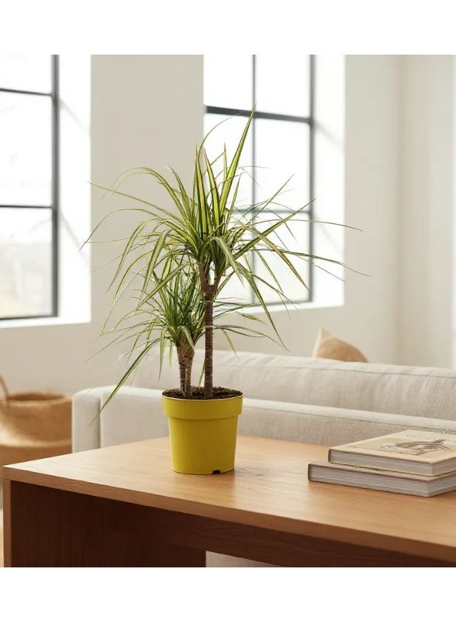 Dracaena Marginata Live Indoor Plant for Home & Office Décor  Low Maintenance Dragon Tree with Air Purifying Foliage | Perfect Indoor House Plant for Stylish Modern Interiors
