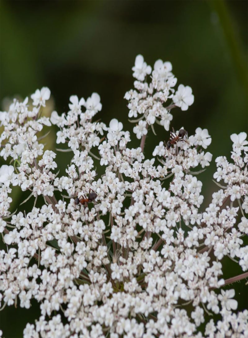 Jeera, Cumin (Cuminum cyminum) Seeds (50)