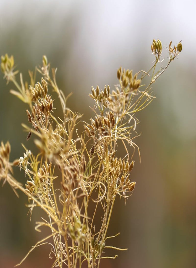 Jeera, Cumin (Cuminum cyminum) Seeds (50)