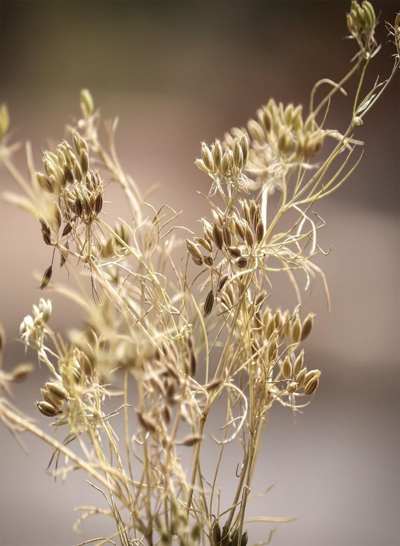 Jeera, Cumin (Cuminum cyminum) Seeds (50)