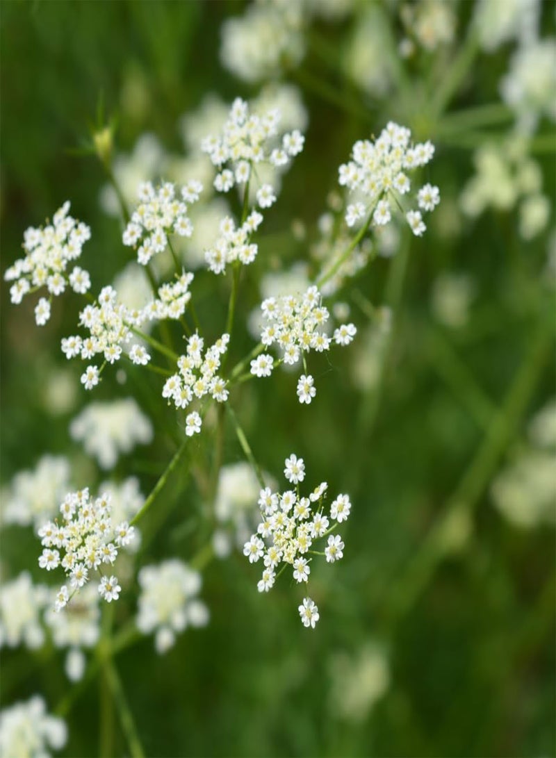 Jeera, Cumin (Cuminum cyminum) Seeds (50)