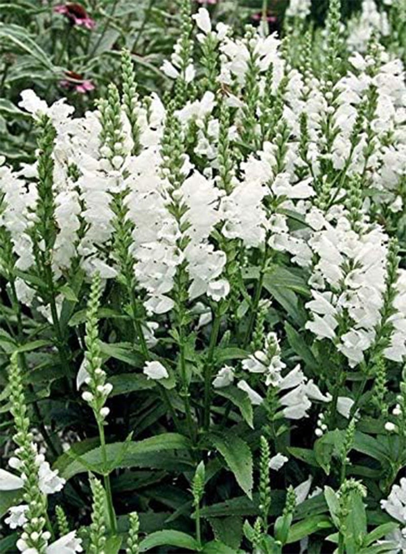 GGOOT seeds Fresh 20 pcs Perennial Flower Seeds for Planting White 1