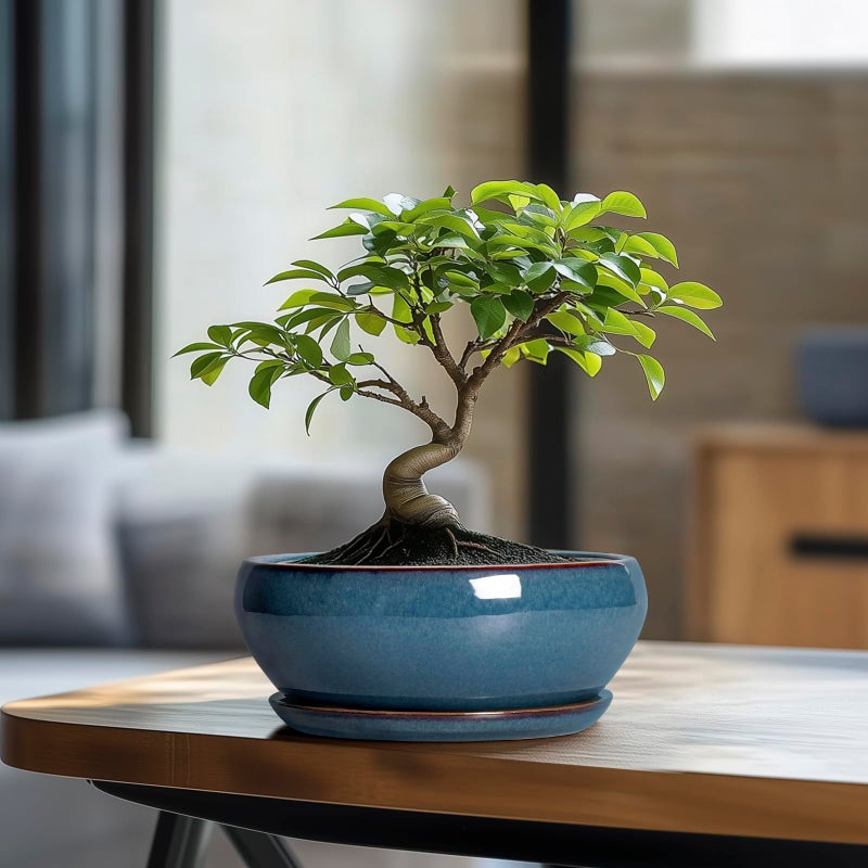SQOWL Bonsai Pots - 8 Inch Ceramic Succulent Pots with Drainage Hole and Saucer, Round Shallow Planter for Indoor Outdoor Plants Flowers, Ceramic Planter Bowl, Room Decor, Gardening Gifts, Blue - Image 3
