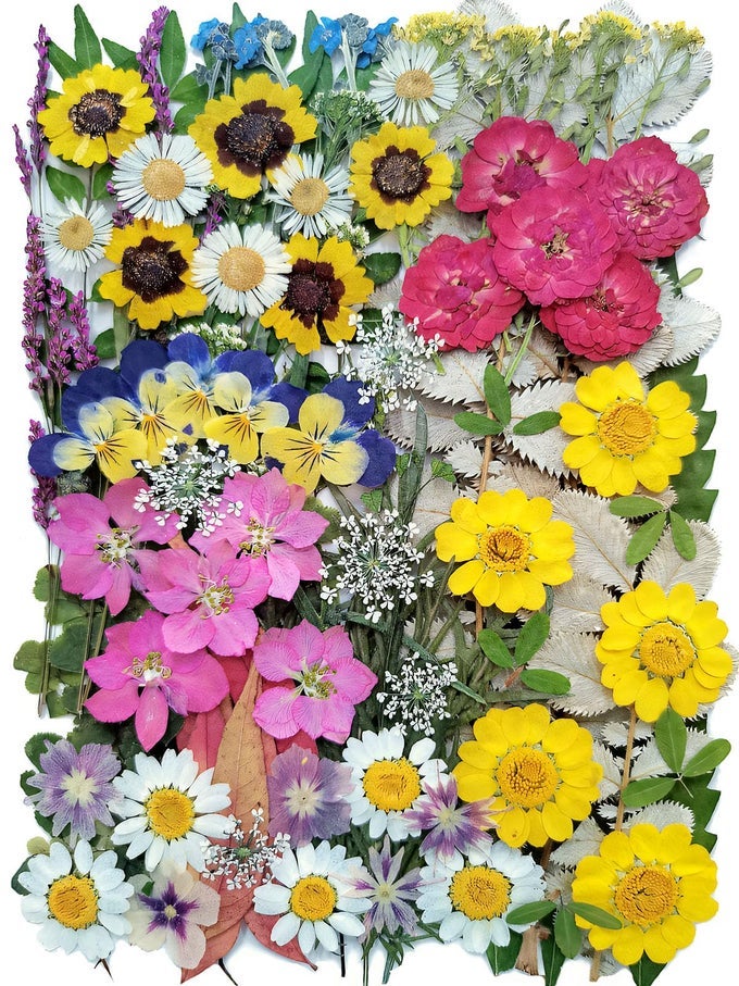 100 PCS REAL DRIED PRESSED FLOWERS LEAVES NATURAL PLANT HERBARIUM FOR DIY RESIN MOLD JEWELRY MAKING CRAFT 20 STYLES