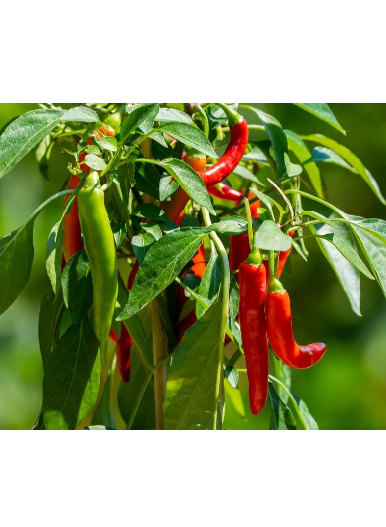 vsell24 3-Pack Organic Large Chilli Seeds (10g Each) - Non-GMO, Grow Spicy Mirchi at Home with High Purity & Germination Rate - Image 5