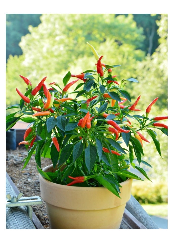 vsell24 3-Pack Organic Large Chilli Seeds (10g Each) - Non-GMO, Grow Spicy Mirchi at Home with High Purity & Germination Rate - Image 1