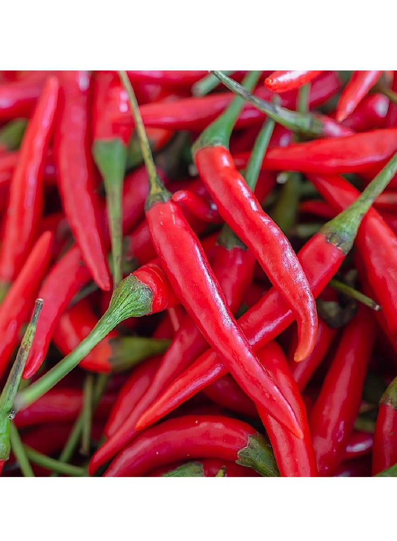 vsell24 3-Pack Organic Large Chilli Seeds (10g Each) - Non-GMO, Grow Spicy Mirchi at Home with High Purity & Germination Rate - Image 2