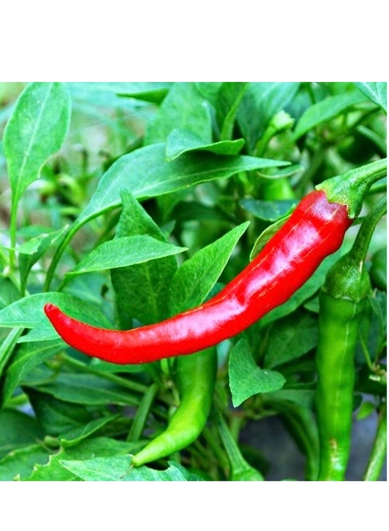 vsell24 3-Pack Organic Large Chilli Seeds (10g Each) - Non-GMO, Grow Spicy Mirchi at Home with High Purity & Germination Rate - Image 3