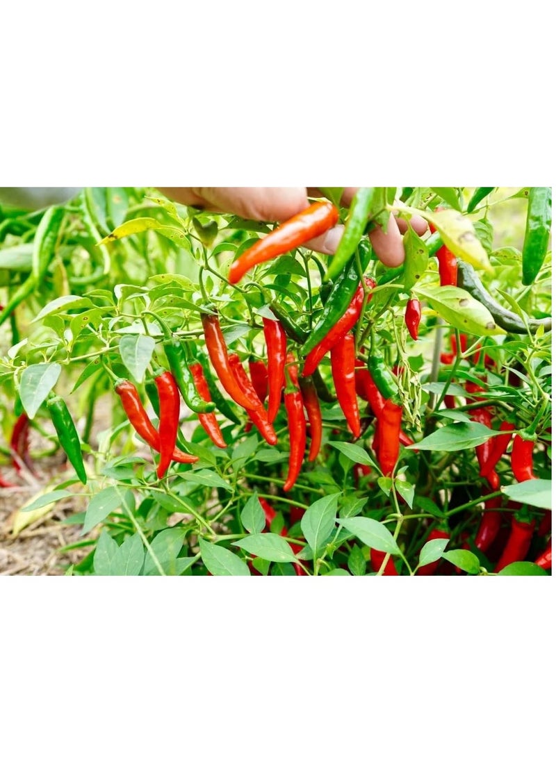 vsell24 3-Pack Organic Large Chilli Seeds (10g Each) - Non-GMO, Grow Spicy Mirchi at Home with High Purity & Germination Rate - Image 4