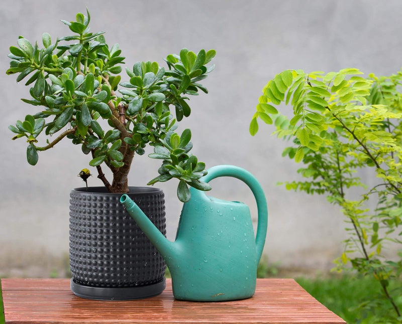 D'vine Dev 6 Inch Ceramic Beaded Stoneware Planter Pot - Flower Pot with Drainage Holes and Saucers for Indoor Succulent Plants or Flowers, Ebony Matte, 27-C-X-6 - Image 2